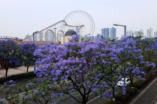 藍(lán)花楹浪漫綻放，城投花木守護(hù)城市詩(shī)意