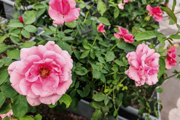 汗水潤(rùn)花影，匠心筑綠韻 ——城投花木公司高效完成月季養(yǎng)護(hù)與城市布景工作