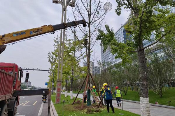酒城秋日補(bǔ)綠煥新—興綠園林公司開展秋季綠化專項(xiàng)行動(dòng)